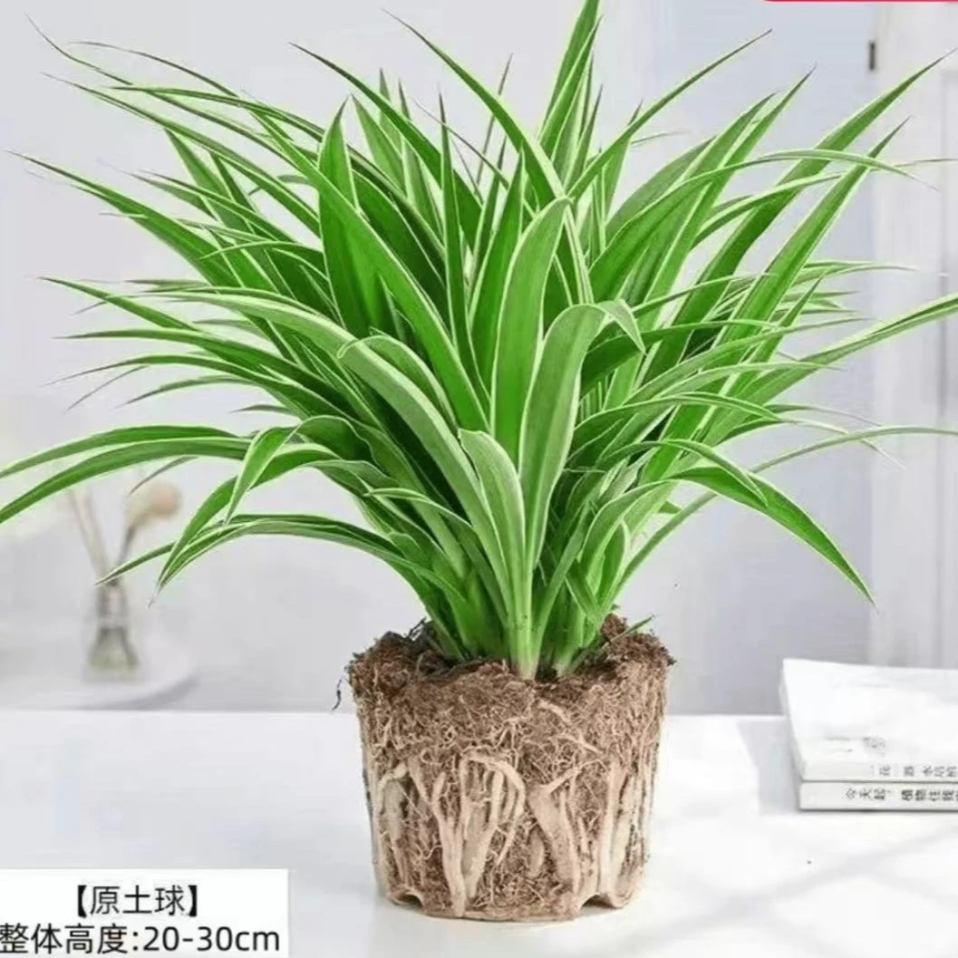 金边青叶吊兰盆栽好养垂吊植物可吸除甲醛适合阳台办公室