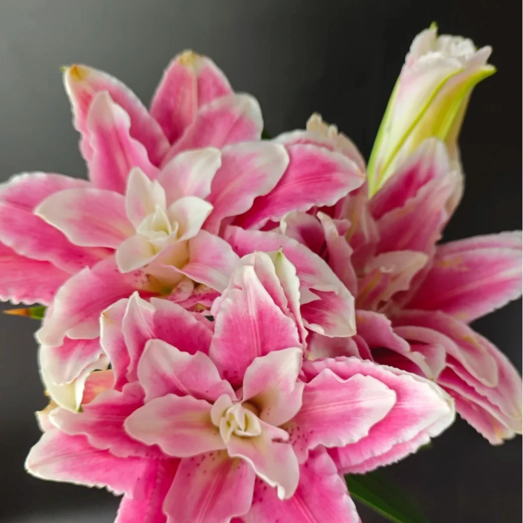 次日达迪奥重瓣浓香型香水百合鲜切花水培易养顺丰发货