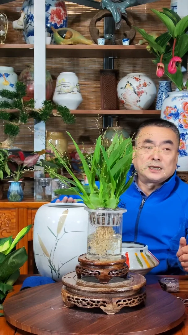 全部花苞伴**行水之韵水培梦香兰