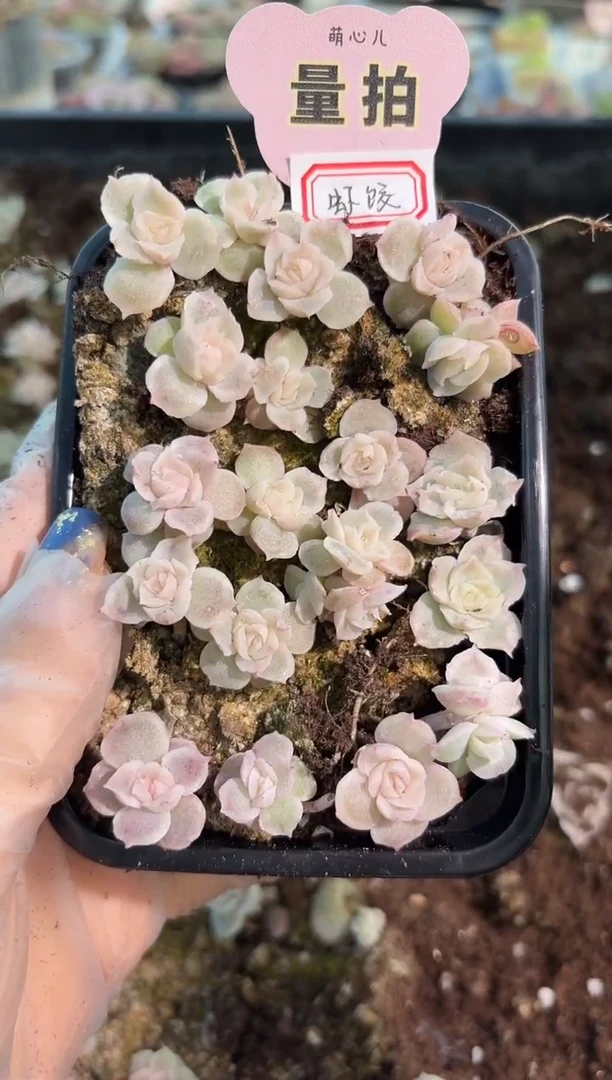 虾饺切糕1盒 量拍多肉植物