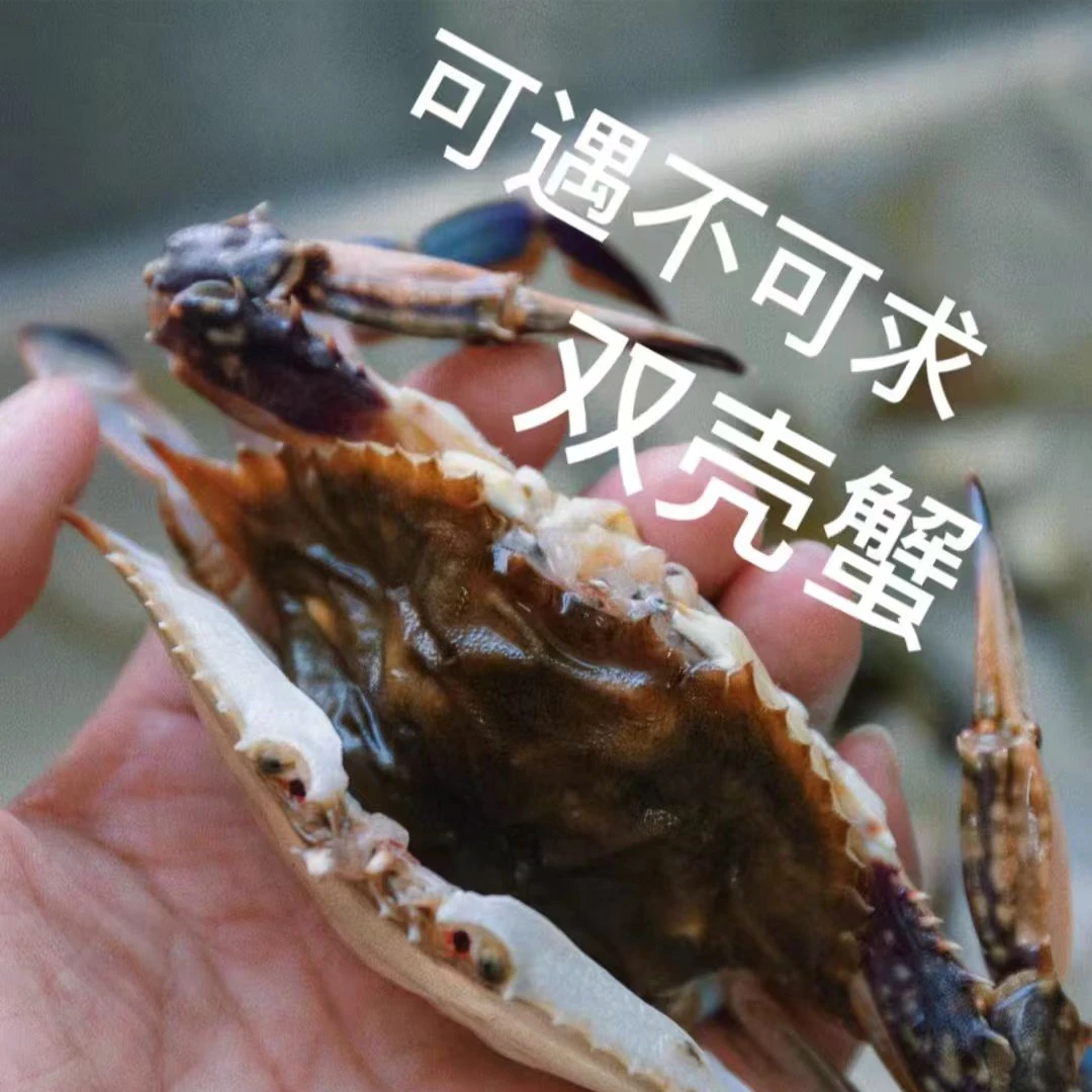 慧【保鲜不保活】双壳蟹 2-3两左右/只  3斤装 不保腿全微吐水