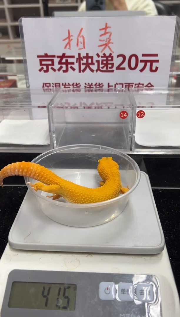 豹纹守宫00000000000