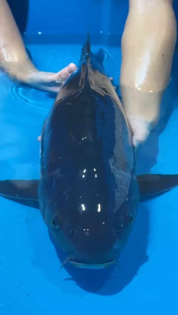 锦鲤佛山金隆锦鲤直播专用闪购链接，不支持7天无理由退货退款