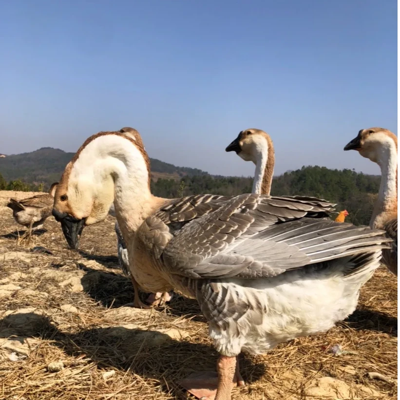 狮头鹅整鹅生鲜到手 1斤左右发货