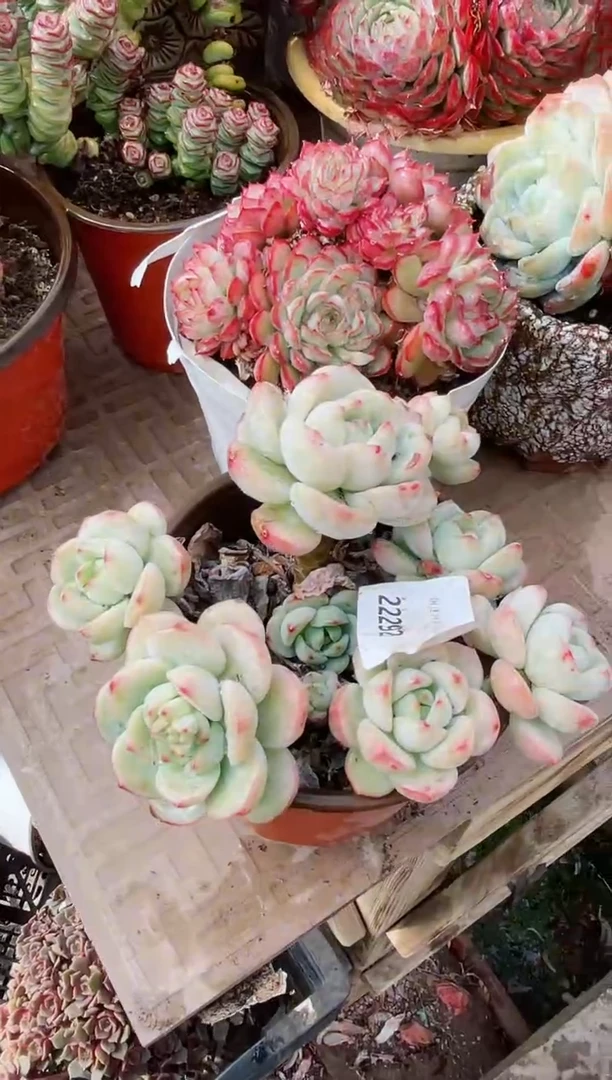 【闪购商品】22292