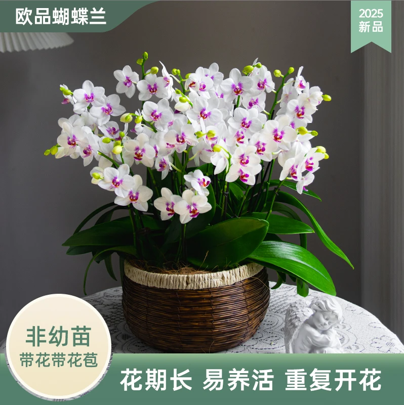 巧工蝴蝶兰【钢琴师】开花花期久室内阳台前台客厅花卉盆栽绿植宴请
