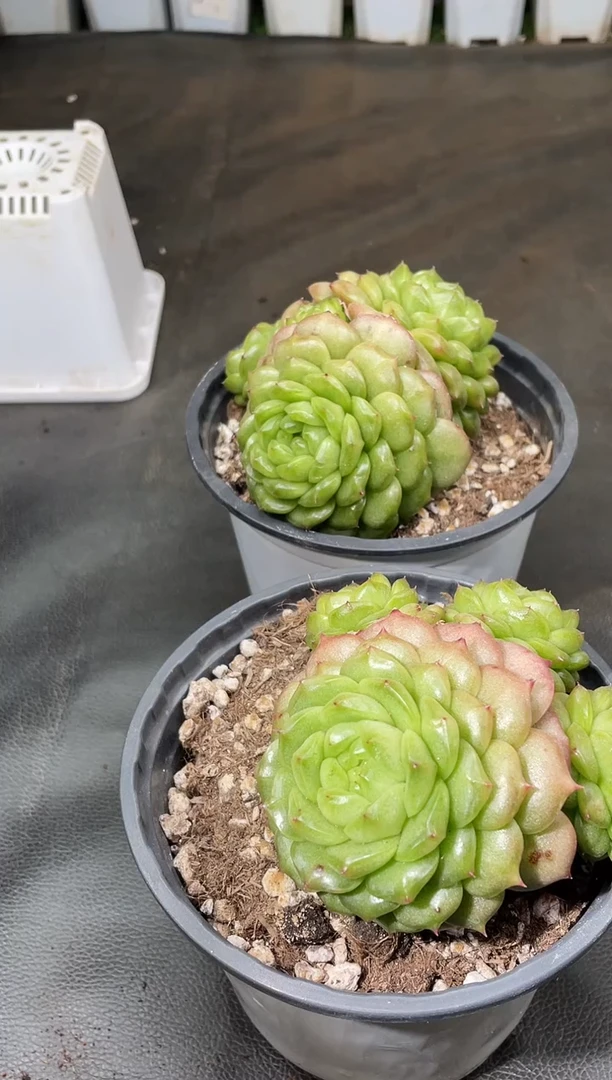 郭**?29-77 灯泡定向