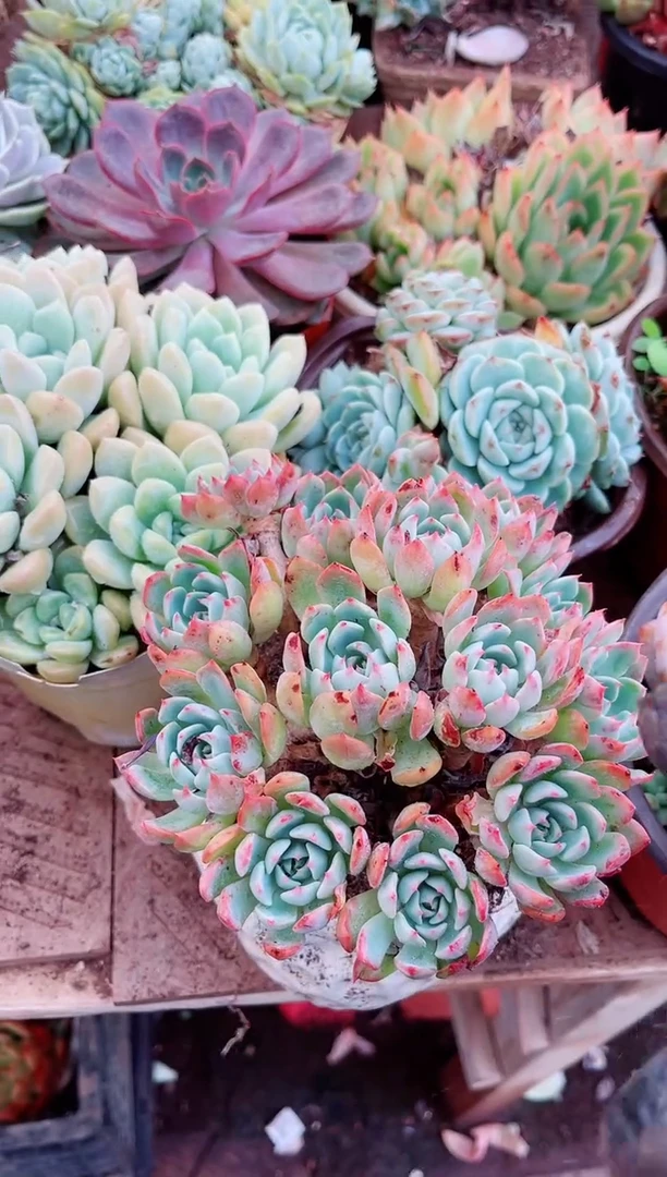 ?***?多肉植物一物一拍23176