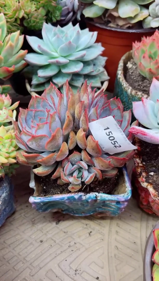 一****心15052多肉植物一物一拍