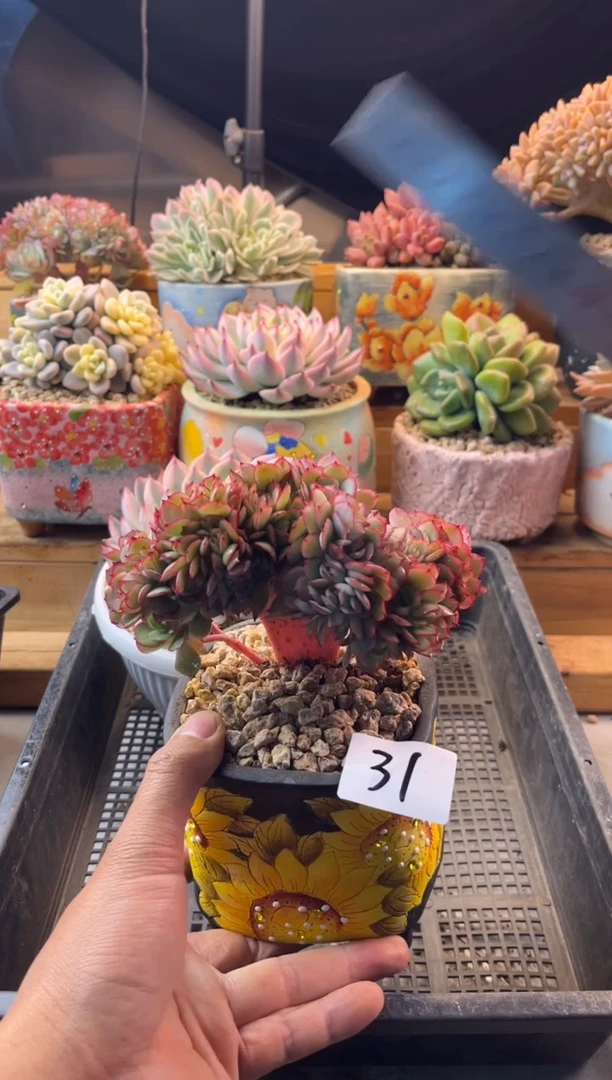 31牡丹亭缀化111111111111