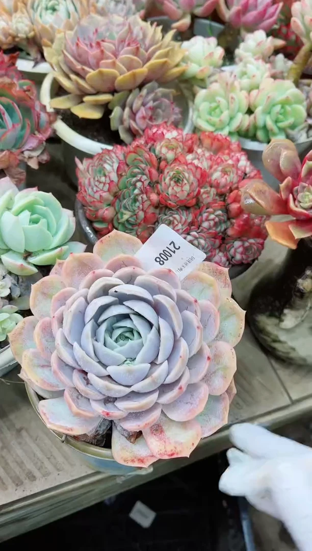 【闪购商品】21008多肉