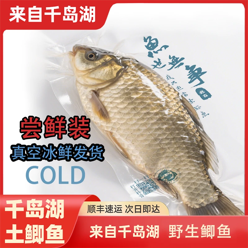 鲜捕千岛湖土鲫鱼真空锁鲜顺丰到家（多条）鲫鱼汤野生鲫鱼