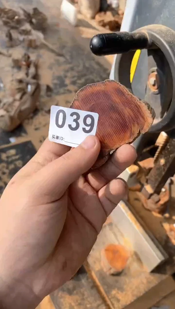 【闪购商品】柏木太行陈化崖柏（津诚林）切片