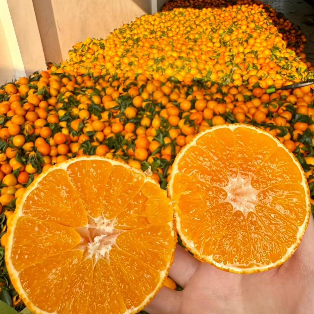 【果C】正宗四川产地直发爱媛38号果冻橙新鲜手剥网红水果