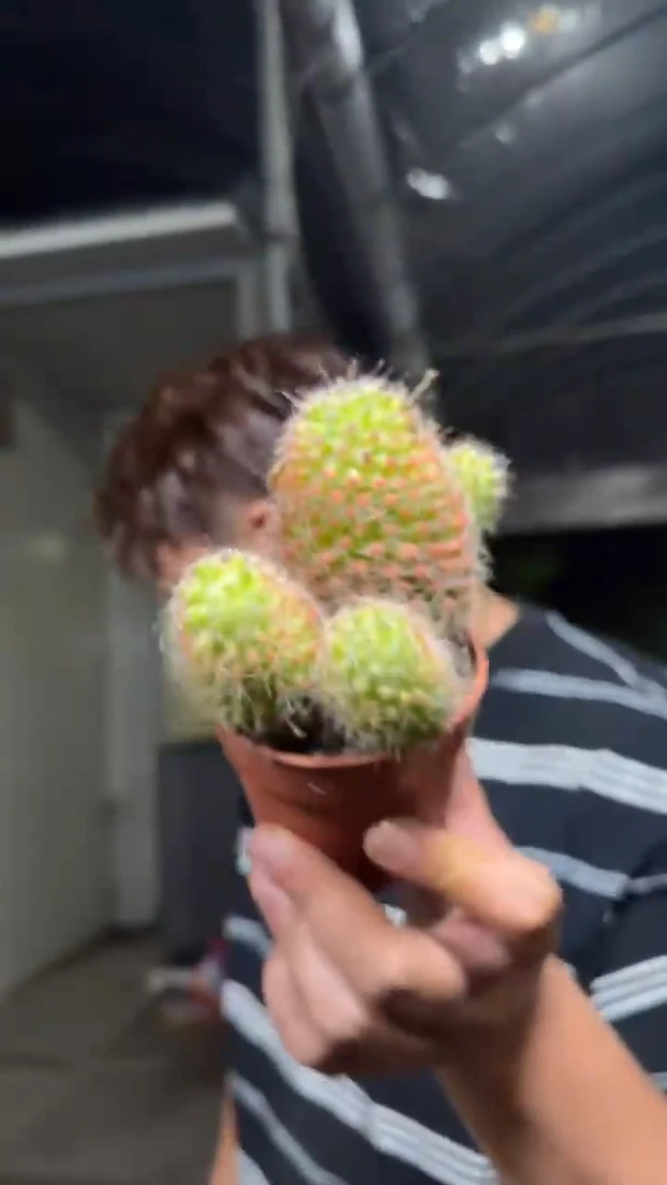 红娜丸   【带根】