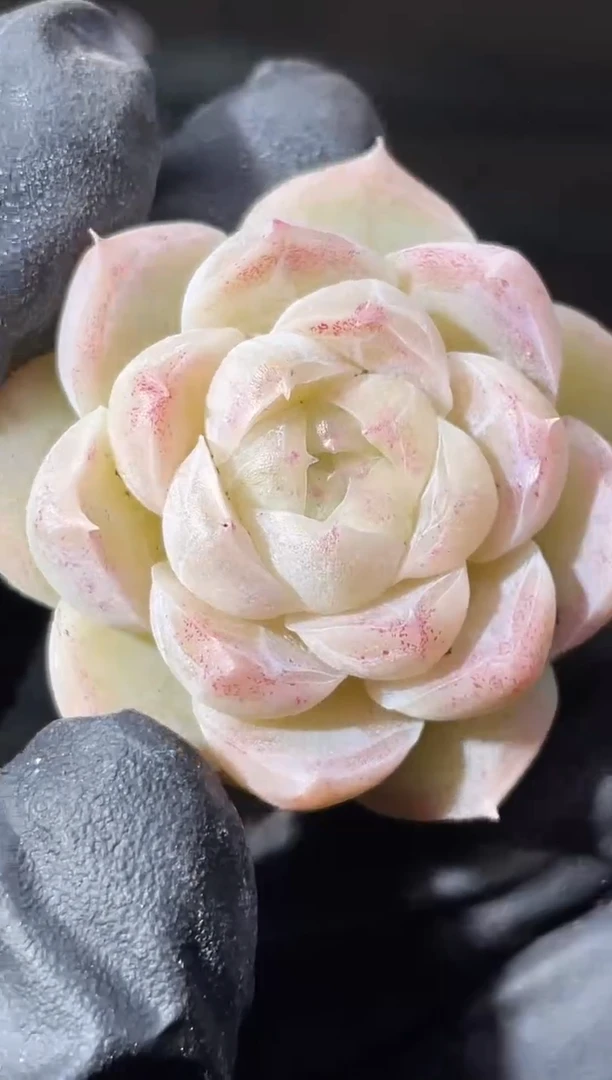 28-92胭脂P糖2-3厘米量拍发一颗