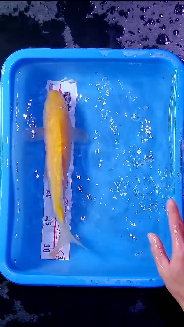 锦鲤锦鲤直播间菁选 对版发货 06