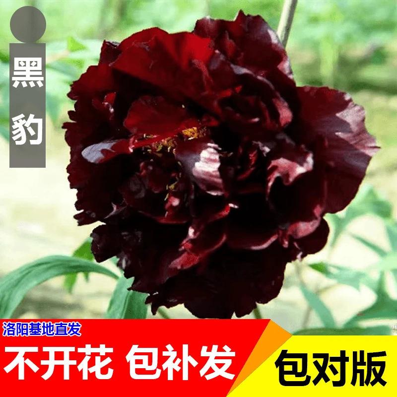 【黑豹】宗洛阳重瓣牡丹花苗北方耐寒盆栽地栽室内庭院花卉牡丹苗