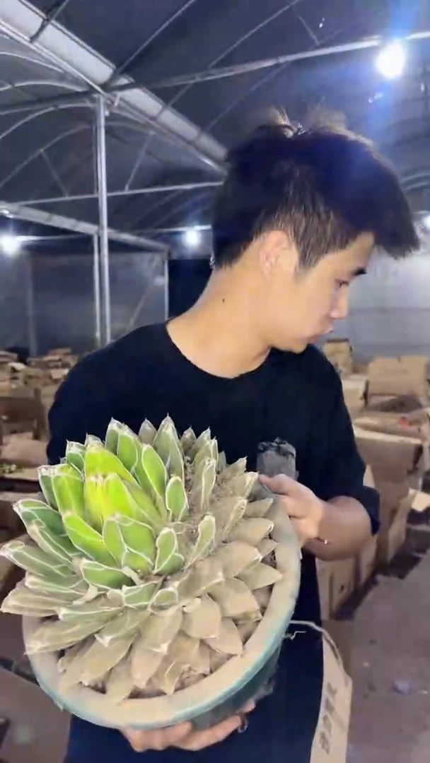 超大 屉之雪 14-20cm