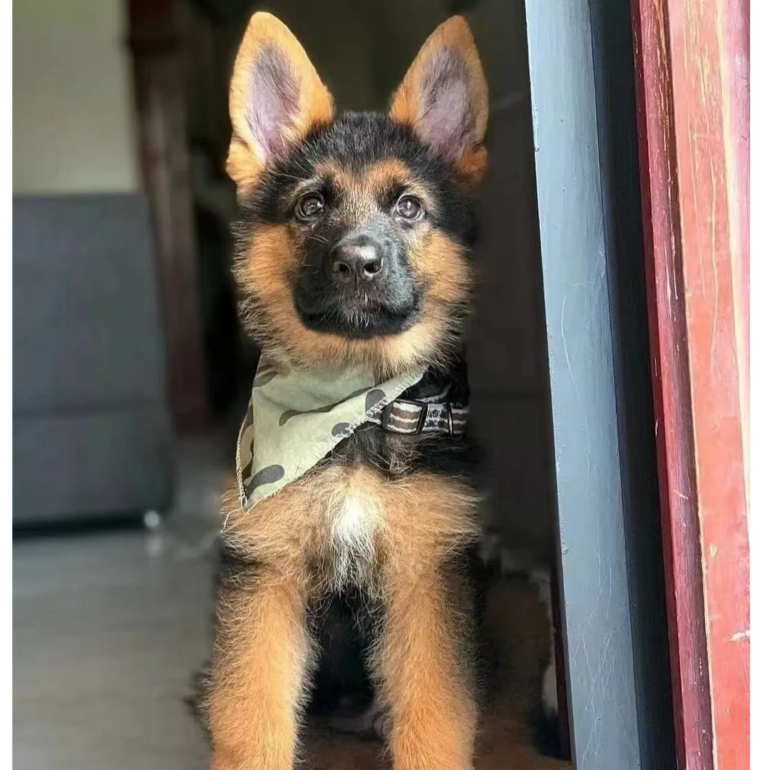 （四海德牧）T狗狗活体