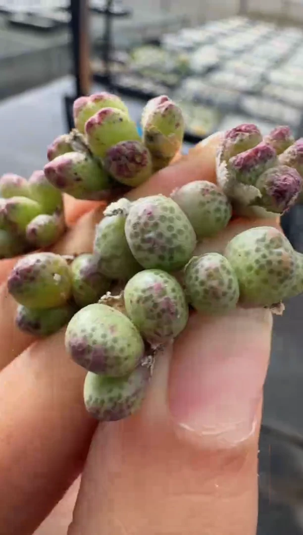 132多肉植物肉锥ts917一群