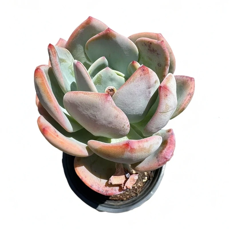 单头白月光多肉【满19包邮】