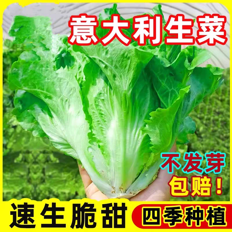 生菜意大利全年生菜王爽脆种子发芽菜籽蔬菜阳台种植奶油苗播种