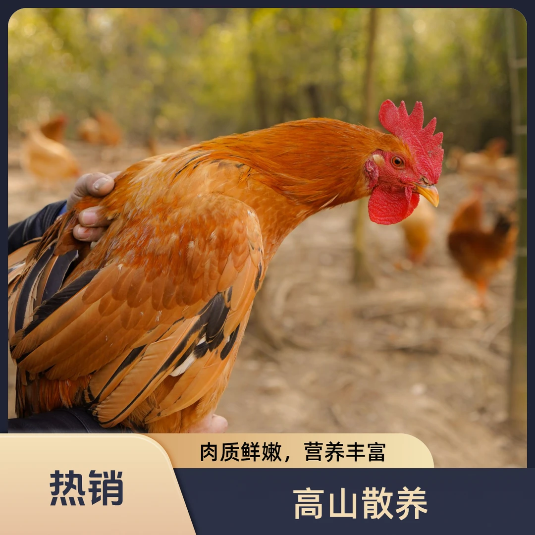 皖南高山散养童子鸡小公鸡清蒸好吃