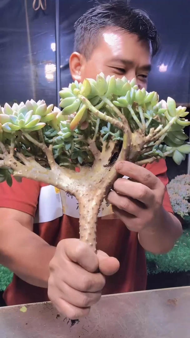 613淡雪缀化一物一拍（瑕疵）