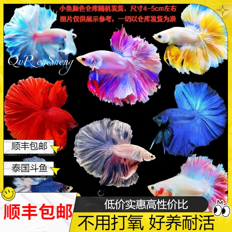 泰国斗鱼淡水鱼婚纱半月网红观赏鱼仙女小型热带鱼宠物好养耐活