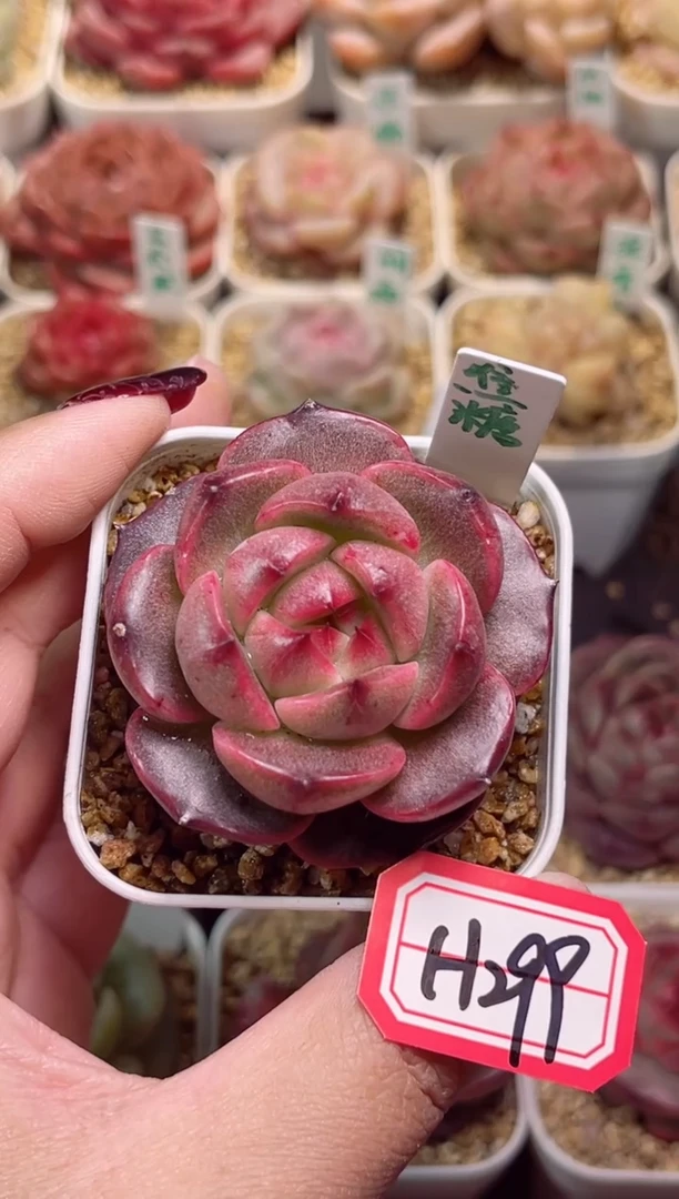 【闪购商品】一物一拍H299焦糖