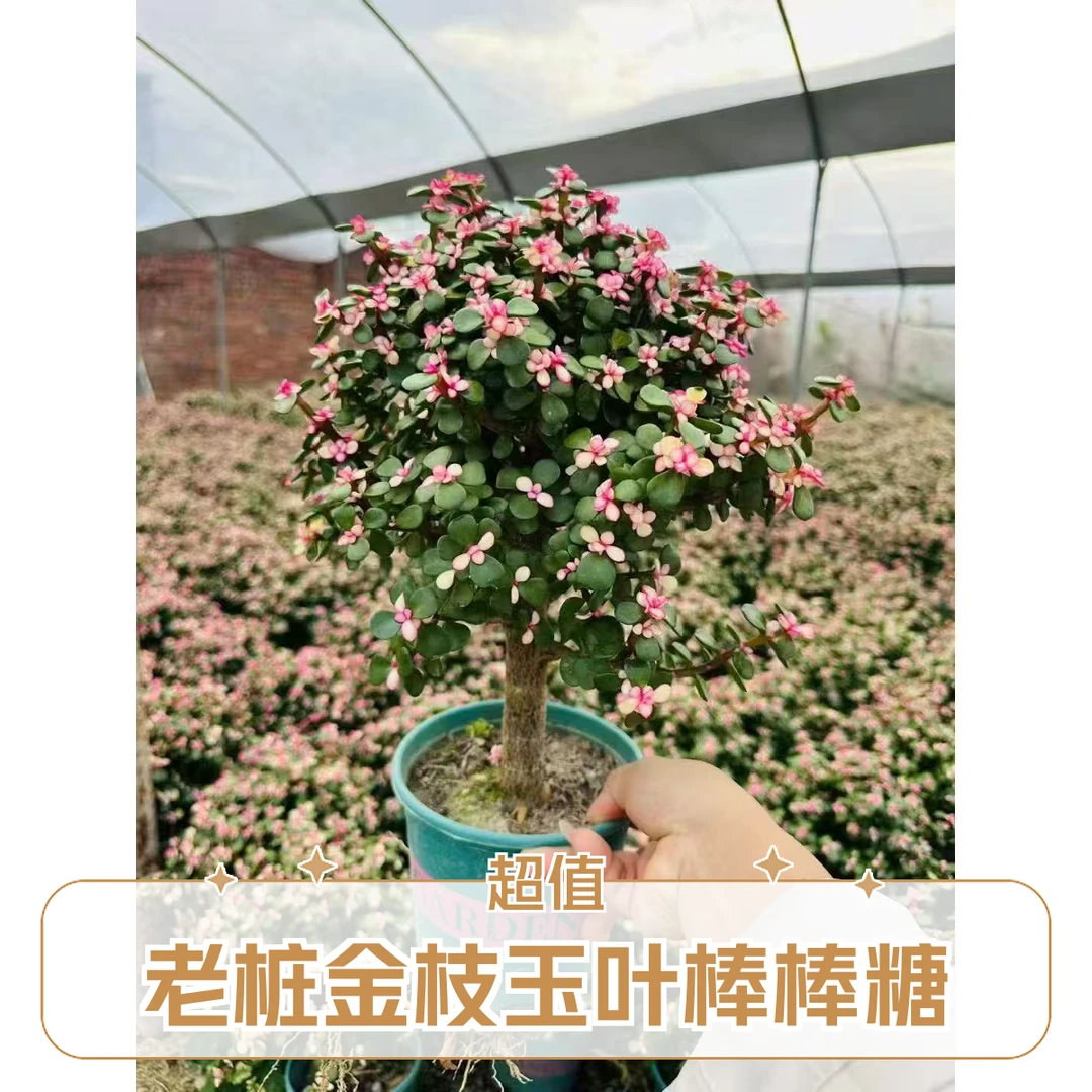 老桩金枝玉叶棒棒糖造型老桩多肉植物室内盆栽绿植好养