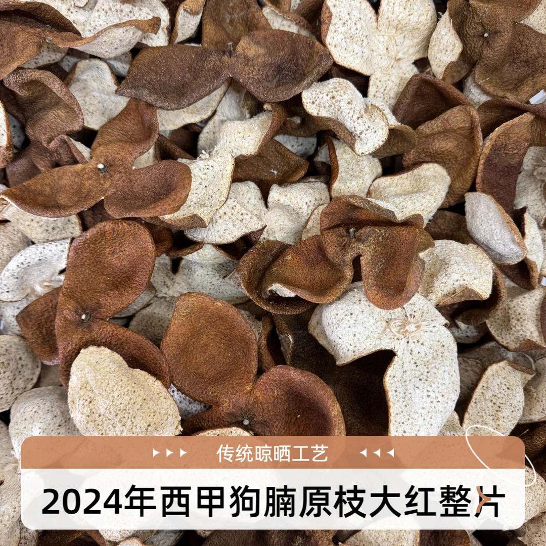 【西甲金丝狗腩原枝】2024年大红皮整片【满天星】正宗核心新会陈皮