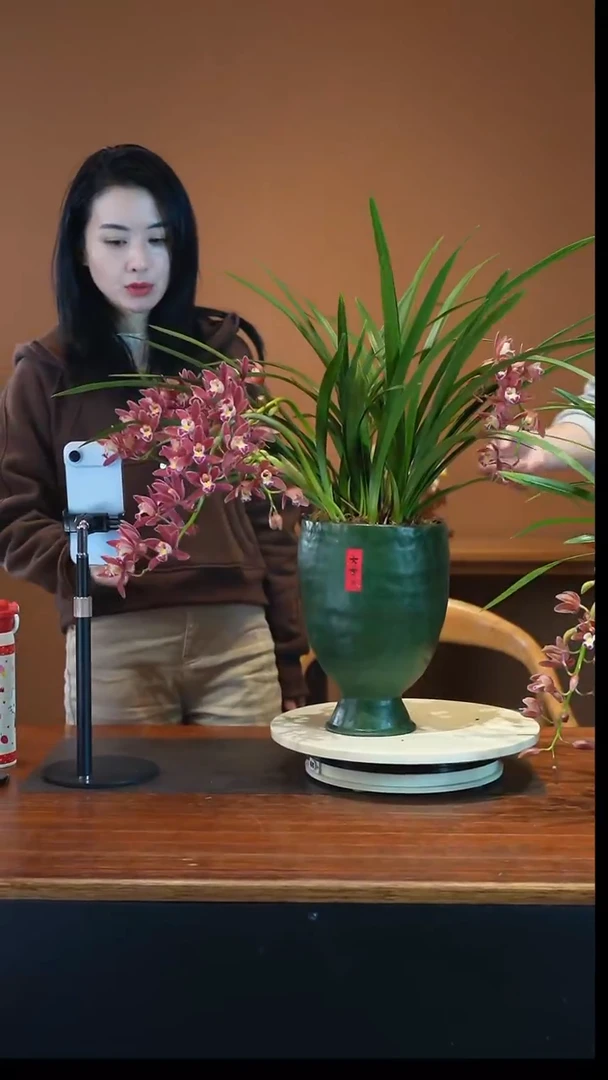 全部花朵红双喜盆景盆景盆景