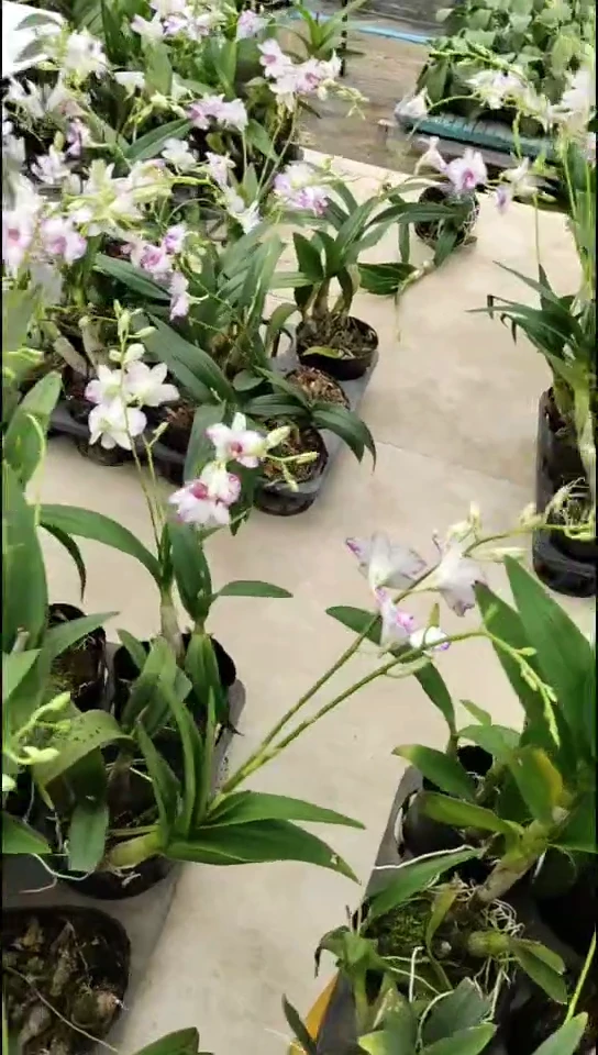 完全开放黄油曲奇预售