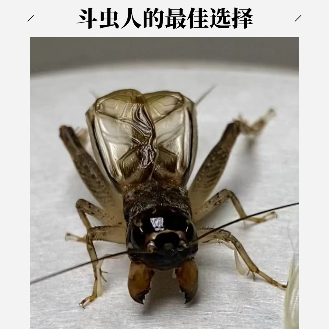 宁津大玲子团队秋虫 蛐蛐蟋蟀斗虫鸣虫一物一拍链接