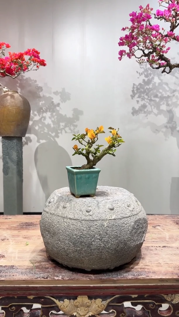 【闪购商品】盆景加州黄金