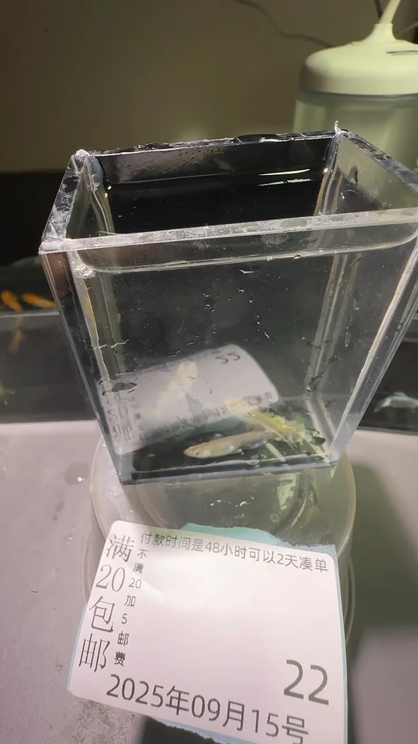 青鳉鱼观背青鳉观背青鳉22
