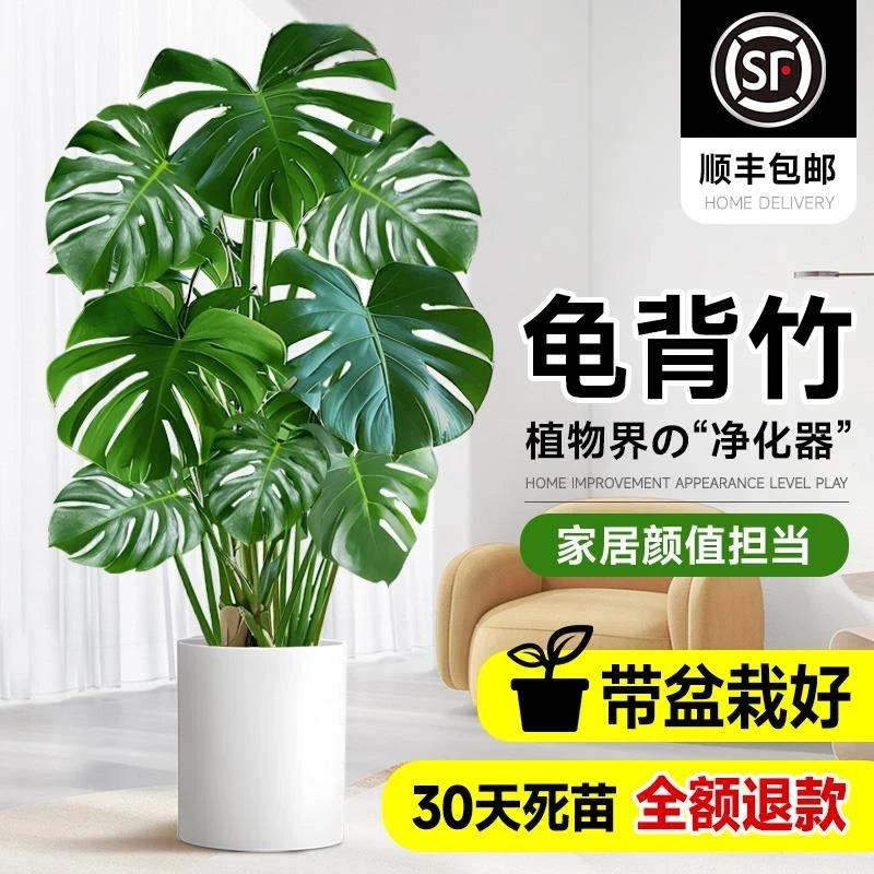 龟背竹客厅大盆栽老桩植物办公室大型绿植室内盆景净化空气吸甲醛