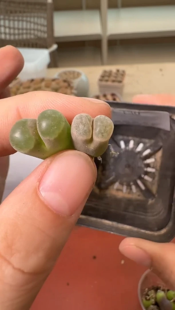 6-130多肉植物肉锥