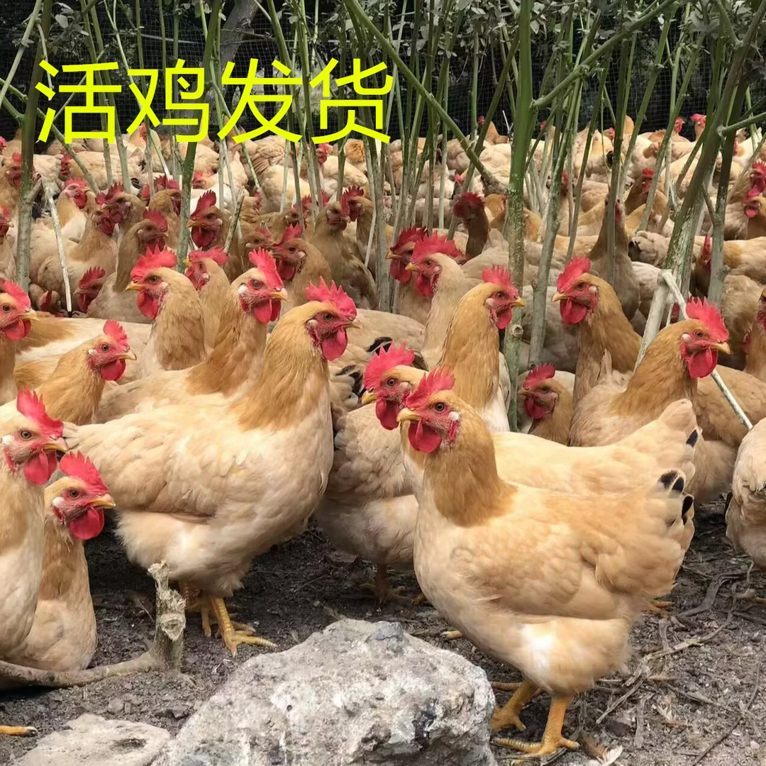 《活鸡发货 》广西三黄母鸡果园散养下蛋鸡160天五谷杂粮喂养宠物鸡