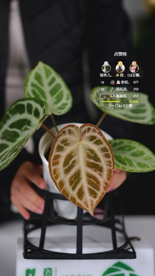 完全开放奇妙森林粉柠檬红水晶（self ing）