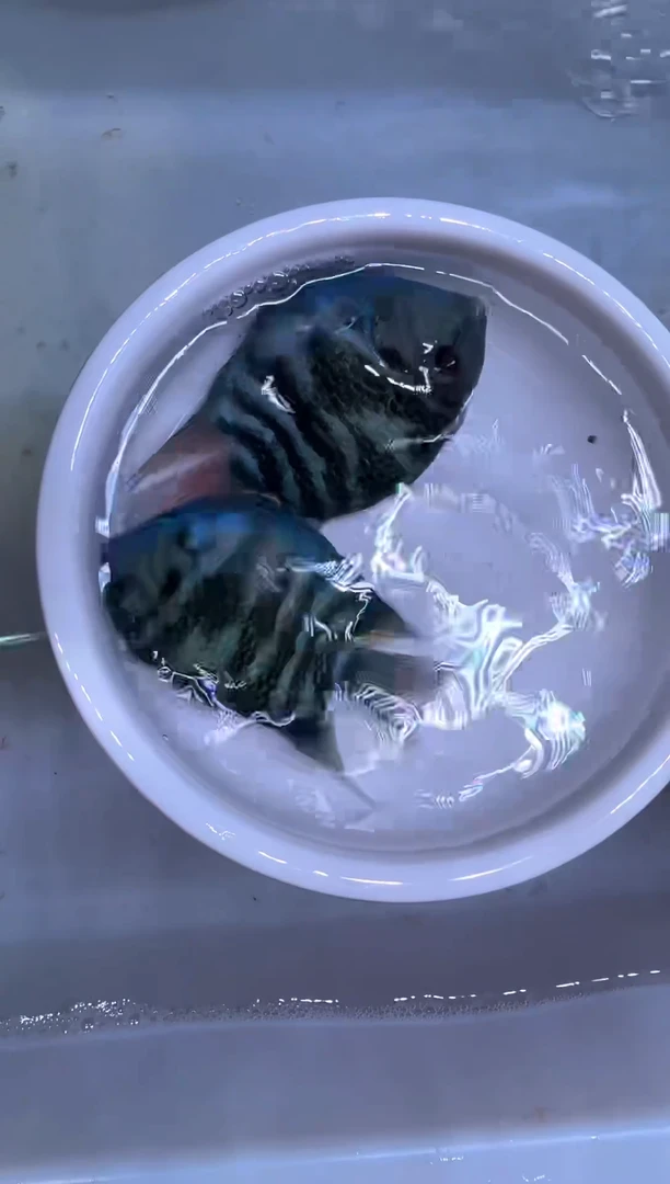 鹦鹉鱼宝蓝1对