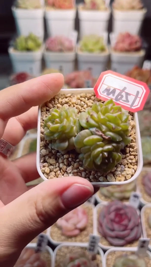 【闪购商品】M651翠光珍妮一物一拍