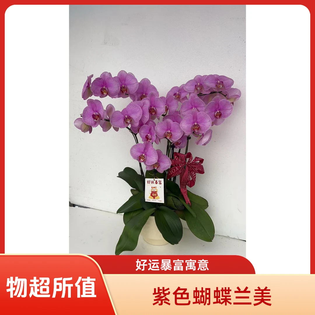 精品组盆蝴蝶兰鲜花精致组盆带花带苞室内观赏好养活绿植