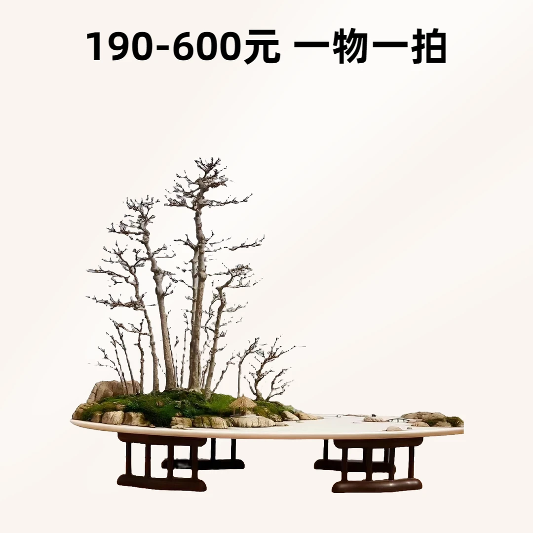 花卉绿植盆栽盆景一物一拍