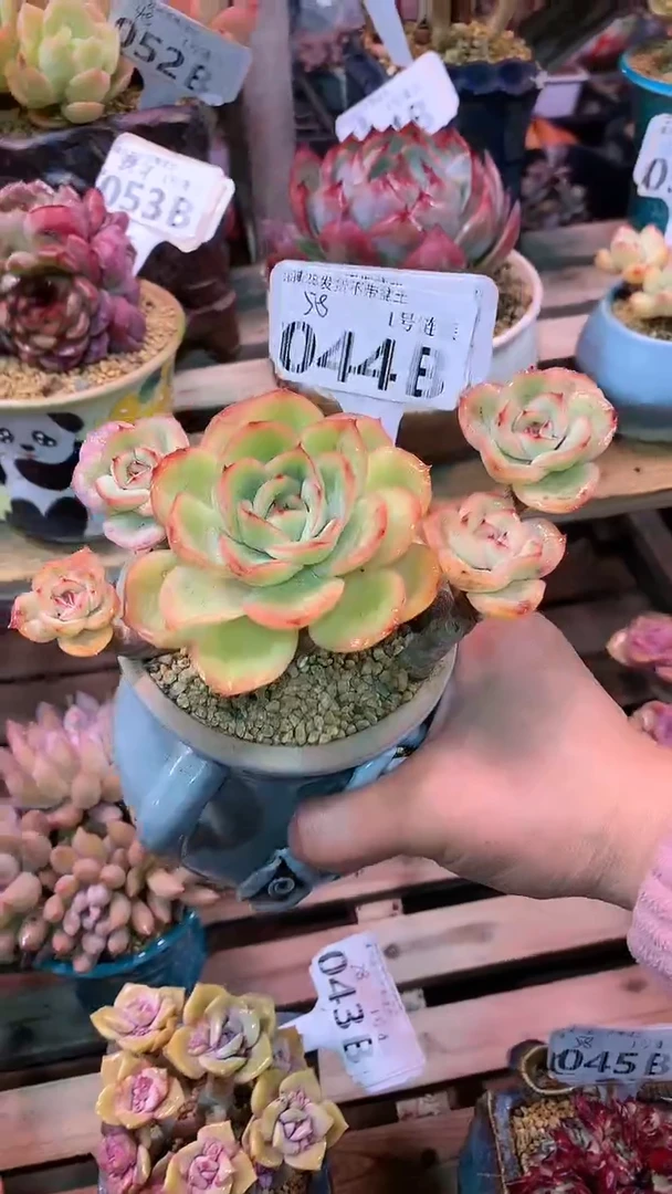 【闪购商品】044BBB