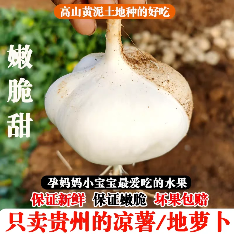 【5斤超划算】贵州高山新鲜地萝卜农家自种凉薯水果地瓜脆甜多汁