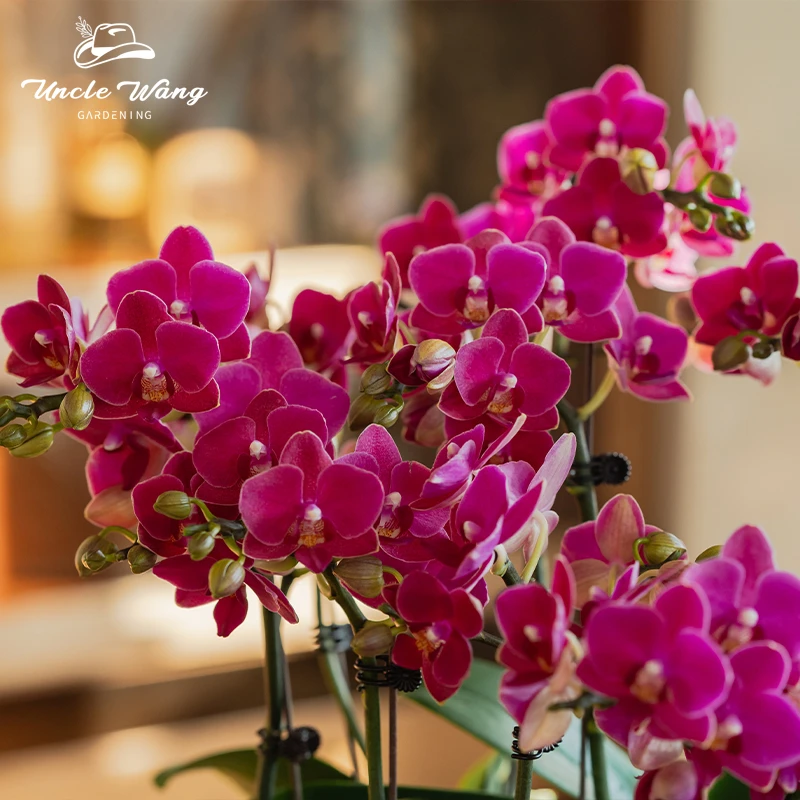 种花王大爷 蝴蝶兰[红宝贝]兰花苗阳台客厅观赏花卉四季好养