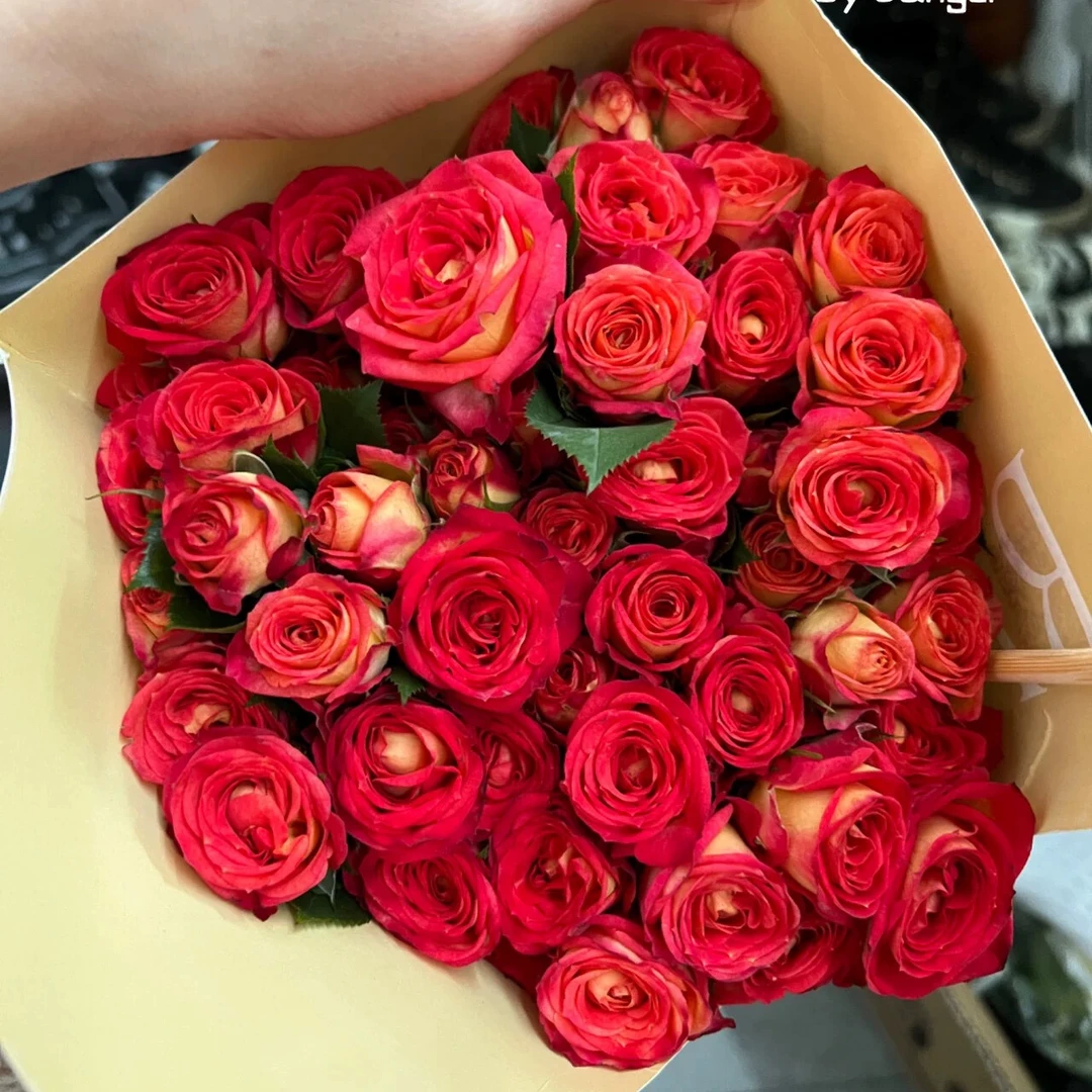 【AAA级】爱丽丝多头玫瑰泡泡40花苞 云南鲜切花基地 生活家居家庭用花家庭插花 花店精致